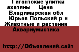 Гигантские улитки ахатины  › Цена ­ 100 - Владимирская обл., Юрьев-Польский р-н Животные и растения » Аквариумистика   